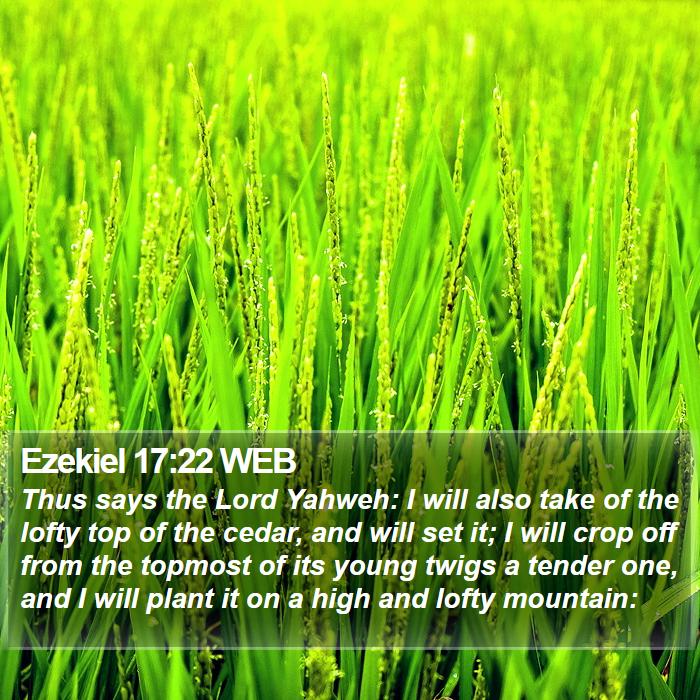 Ezekiel 17:22 WEB Bible Study