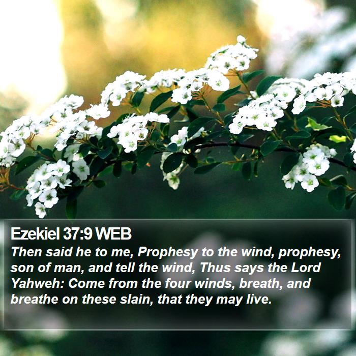 Ezekiel 37:9 WEB Bible Study