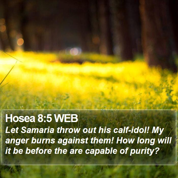 Hosea 8:5 WEB Bible Study