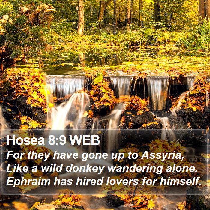 Hosea 8:9 WEB Bible Study