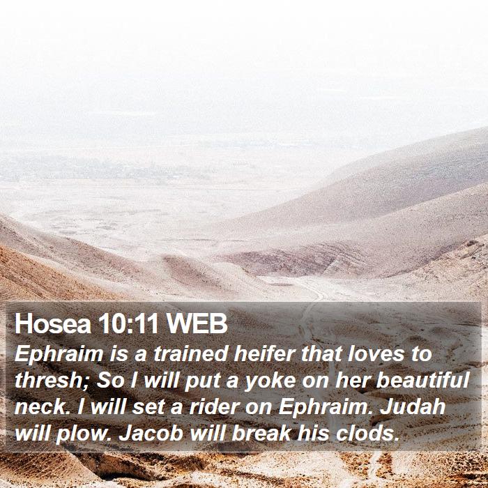 Hosea 10:11 WEB Bible Study