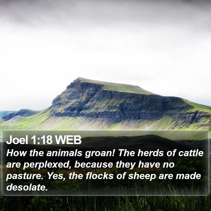 Joel 1:18 WEB Bible Study