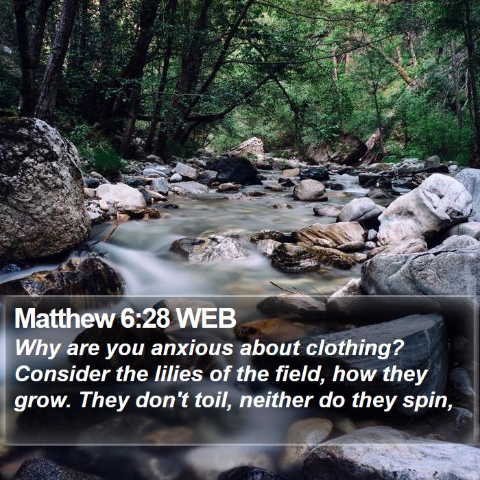 Matthew 6:28 WEB Bible Study