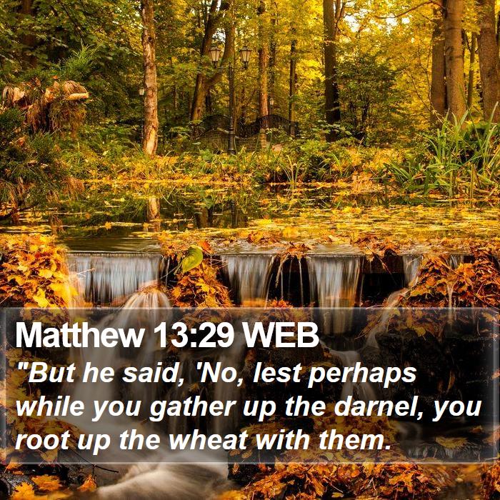 Matthew 13:29 WEB Bible Study