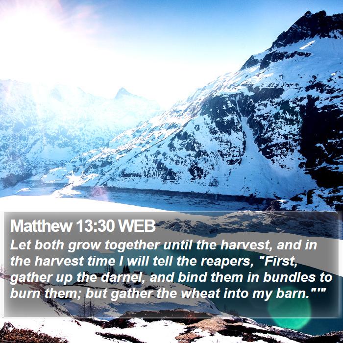 Matthew 13:30 WEB Bible Study