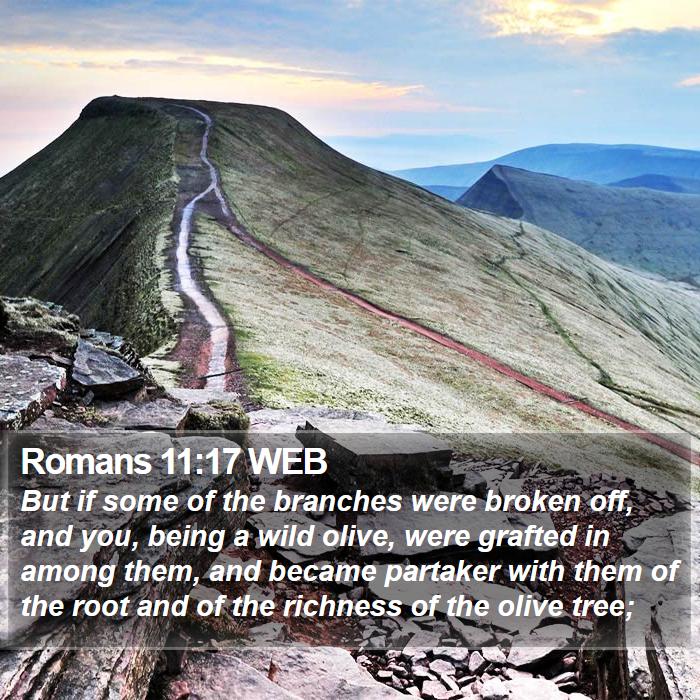 Romans 11:17 WEB Bible Study