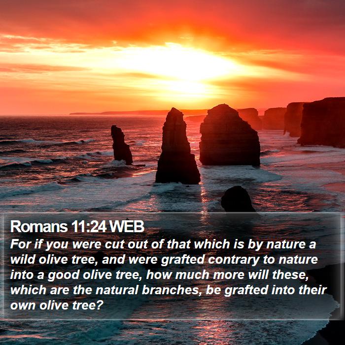 Romans 11:24 WEB Bible Study