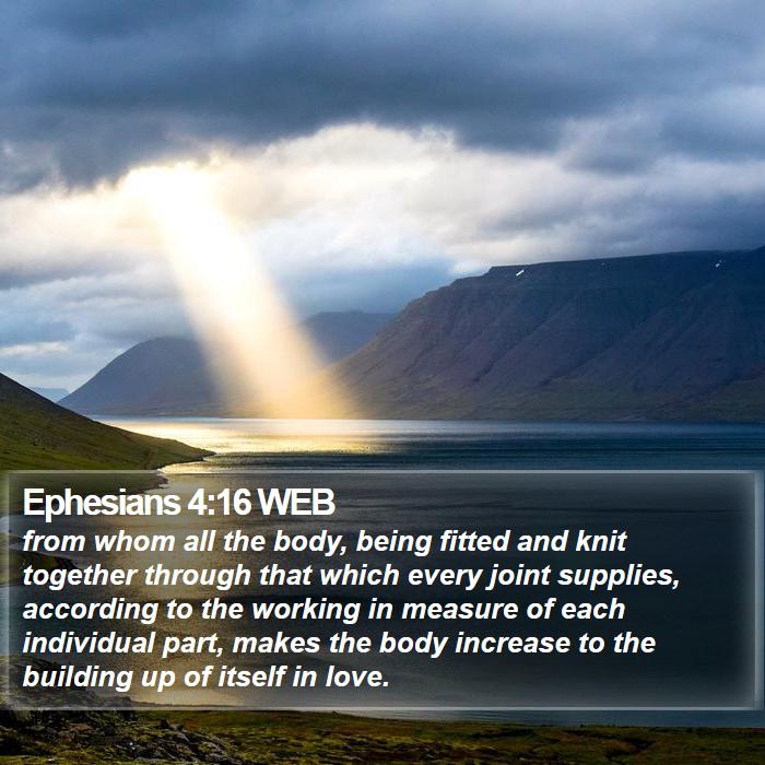 Ephesians 4:16 WEB Bible Study