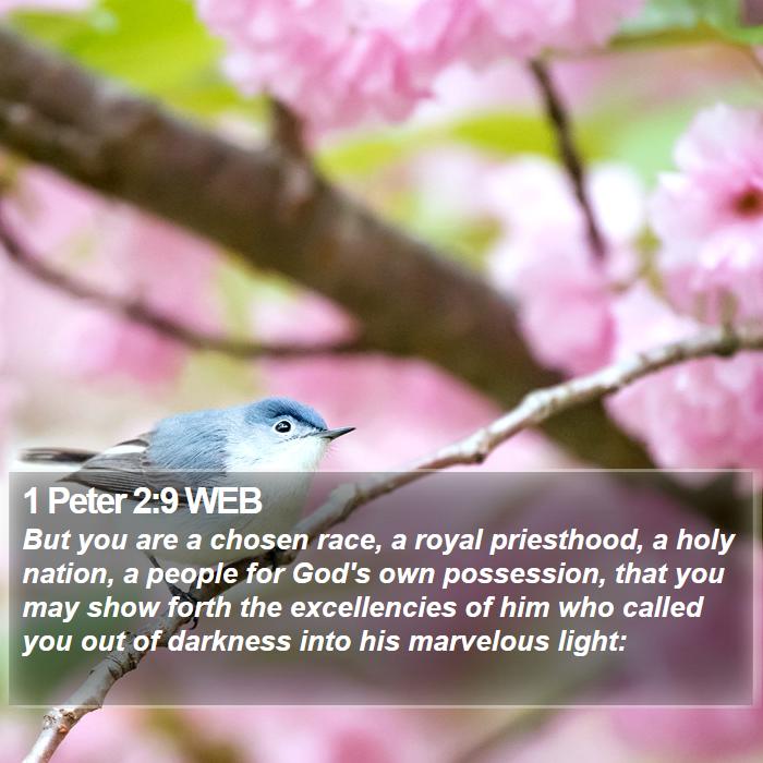 1 Peter 2:9 WEB Bible Study